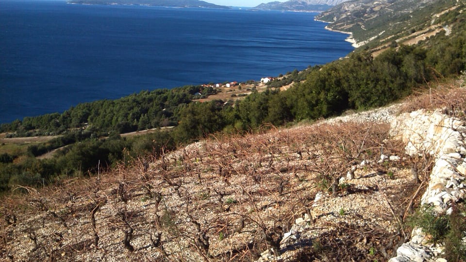 Croatian vineyard landscape for wine tour transport